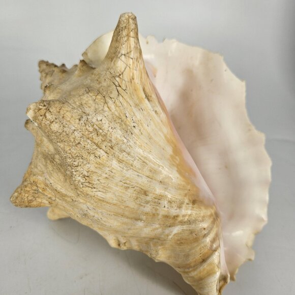 Large Natural Pink Queen Conch Sea Shell Coastal Beach Nautical Decor Tiki 7"x5" - Picture 9 of 13